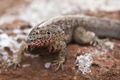 Lava Lizard (Isla Santiago)