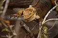 Galápagos Land Iguana (Isla Seymour Norte)