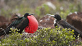 Great Frigatebirds (Isla Seymour Norte)