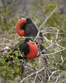 Great Frigatebirds (Isla Seymour Norte)