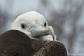 Juvenile Great Frigatebird (Isla Seymour Norte)