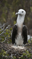 Juvenile Great Frigatebird (Isla Seymour Norte)