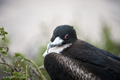 Female Great Frigatebird (Isla Seymour Norte)