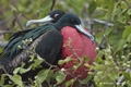 Great Frigatebirds (Isla Seymour Norte)