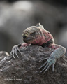 Marine Iguana (Punta Suarez, Isla Española)