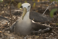 Waved (Galápagos) Albatross (Punta Suarez, Isla Española)