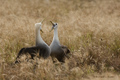 Courting Waved (Galápagos) Albatross (Punta Suarez, Isla Española)