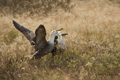 Courting Waved (Galápagos) Albatross (Punta Suarez, Isla Española)