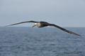 Waved (Galápagos) Albatross (Punta Suarez, Isla Española)