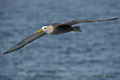 Waved (Galápagos) Albatross (Punta Suarez, Isla Española)