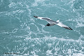 Swallow-Tailed Gull (Punta Suarez, Isla Española)