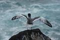 Swallow-Tailed Gull (Punta Suarez, Isla Española)