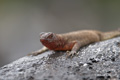 Lava Lizard (Punta Suarez, Isla Española)