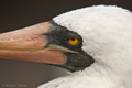 Nazca Booby (Punta Suarez, Isla Española)