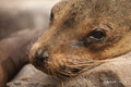 Galápagos Sea Lion (Punta Suarez, Isla Española)