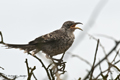 Mockingbird (Punta Suarez, Isla Española)