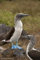 Blue-Footed Booby (Punta Suarez, Isla Española)