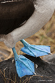 Blue-Footed Booby Feet (Punta Suarez, Isla Española)