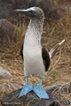 Blue-Footed Booby (Punta Suarez, Isla Española)