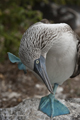 Blue-Footed Booby, Courting Dance (Punta Suarez, Isla Española)