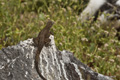 Lava Lizard (Punta Suarez, Isla Española)