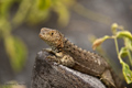 Lava Lizard (Punta Suarez, Isla Española)