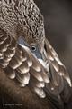 Blue-Footed Booby (Punta Suarez, Isla Española)