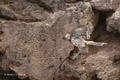 Floreana Mockingbird in Flight (Champion Islet, Isla Española)