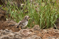 Floreana Mockingbird (Champion Islet, Isla Española)