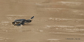 Juvenile Green Sea Turtle (Isla Floreana)