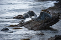 Great Blue Heron (Punta Cormorant, Isla Floreana)