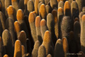 Lava Cactus (Isla Fernandina)