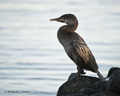 Galápagos Flightless Cormorant (Isla Fernandina)