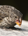 Darwin's Finch (Puerto Ayora, Isla Santa Cruz)