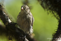 Darwin's Finch (Highlands, Isla Santa Cruz)