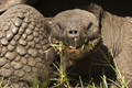 Galápagos Tortoise (Isla Santa Cruz)