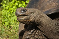 Galápagos Tortoise (Isla Santa Cruz)