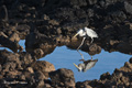 Great Blue Heron (Cerro Dragón, Isla Santa Cruz)