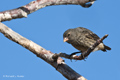 Darwin's Finch (Cerro Dragón, Isla Santa Cruz)