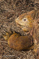 Galápagos Land Iguana (Cerro Dragón, Isla Santa Cruz)