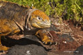 Galápagos Land Iguana (Cerro Dragón, Isla Santa Cruz)