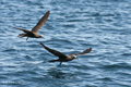 Brown (Common) Noddy (Guy Fawkes Islets)