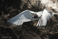 Swallow-Tailed Gull (Guy Fawkes Islets)