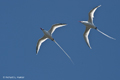 Red-Billed Tropicbirds (Guy Fawkes Islets)