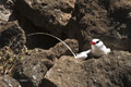 Red-Billed Tropicbird Nesting (Guy Fawkes Islets)