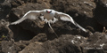 Red-Billed Tropicbird (Guy Fawkes Islets)