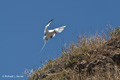 Red-Billed Tropicbird (Guy Fawkes Islets)