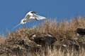 Red-Billed Tropicbird (Guy Fawkes Islets)