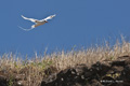 Red-Billed Tropicbird (Guy Fawkes Islets)