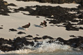 American Oystercatchers (Sombrero Chino)